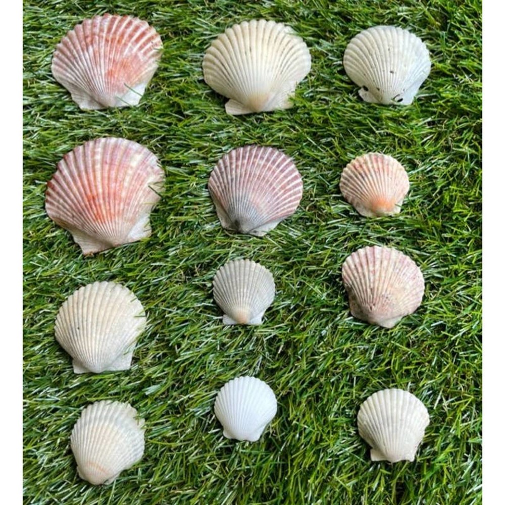 1 Lbs of Sea Shells from Southwest Florida Seashells ONE POUND